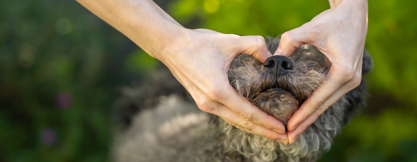 Matte gör en hjärta med händerna runt hundens nos