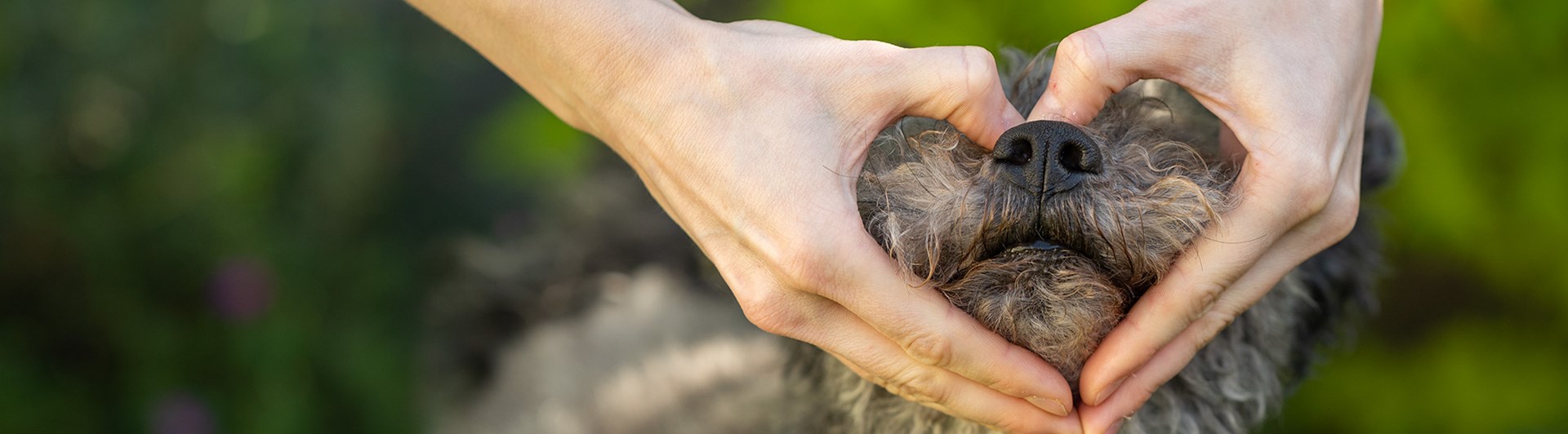 Matte gör en hjärta med händerna runt hundens nos
