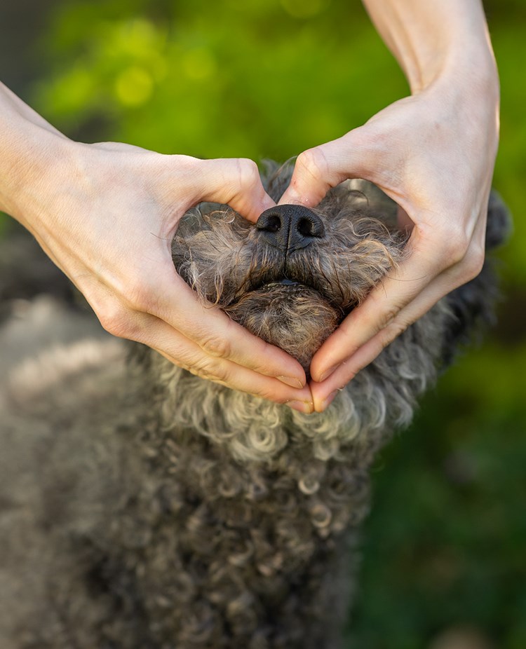 Matte gör en hjärta med händerna runt hundens nos