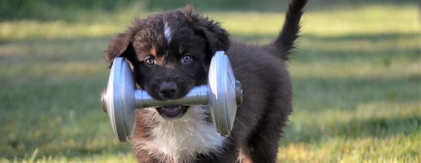 Aussivalp bär metallapport