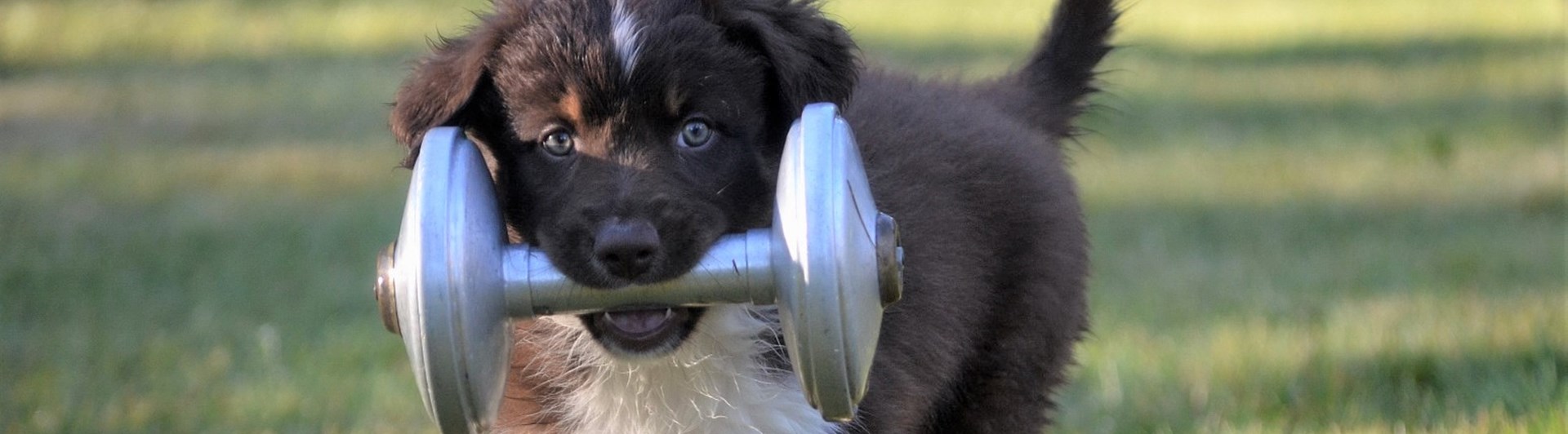 Aussivalp bär metallapport