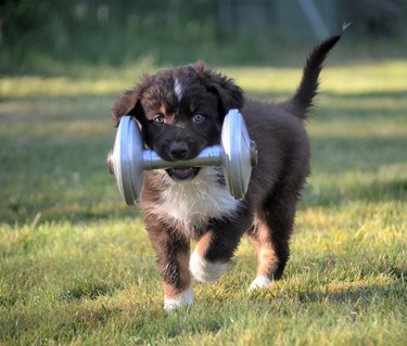 Aussivalp bär metallapport