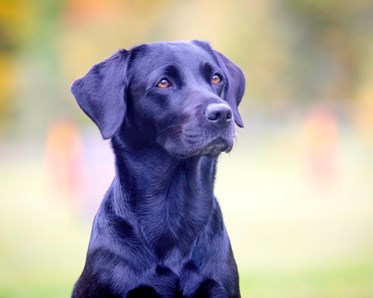 Fotograf Anna Wedin Andersson