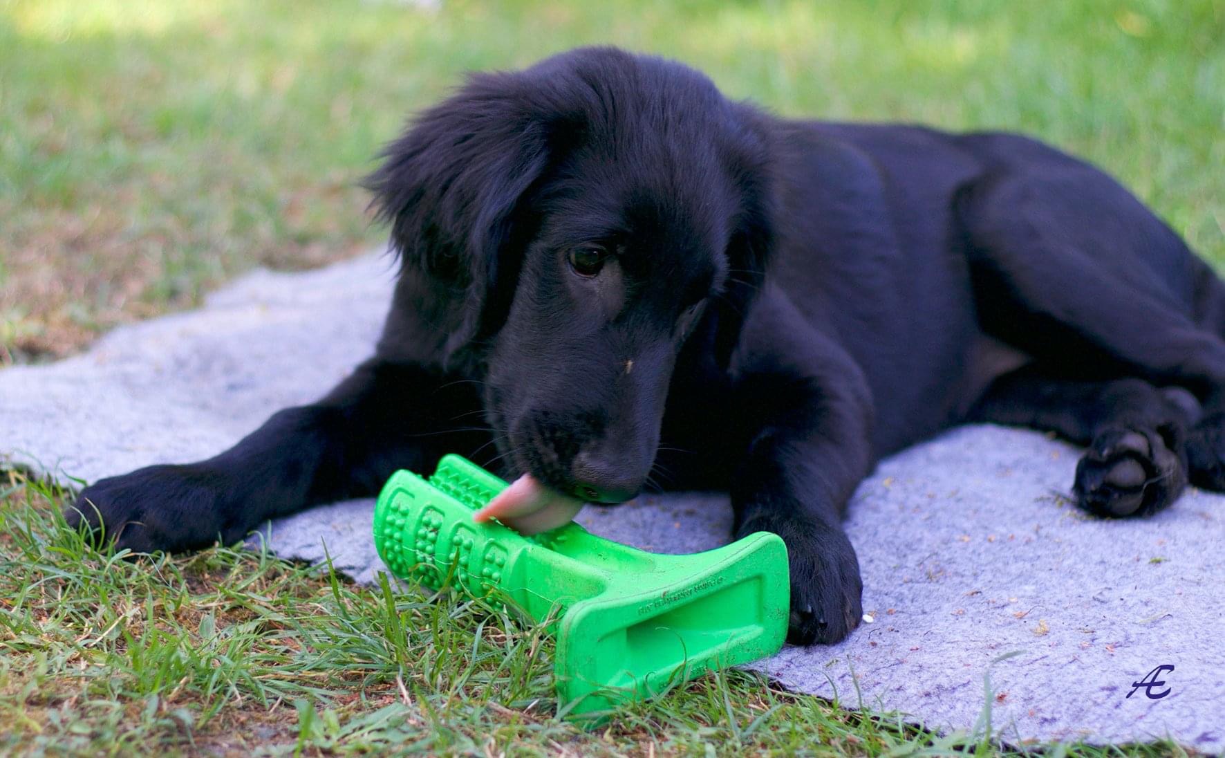 Svart flat coated retriever-valp på grå filt slickar på en grön gummileksak.