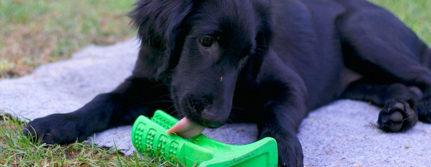 Svart flat coated retriever-valp på grå filt slickar på en grön gummileksak.