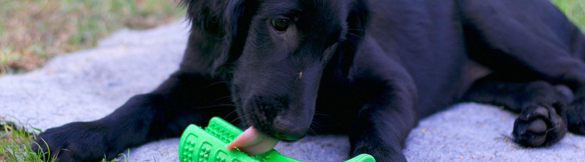 Svart flat coated retriever-valp på grå filt slickar på en grön gummileksak.