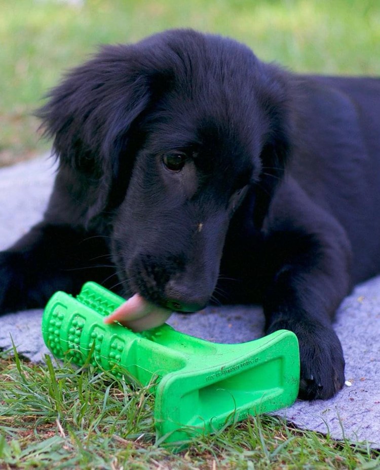 Svart flat coated retriever-valp på grå filt slickar på en grön gummileksak.