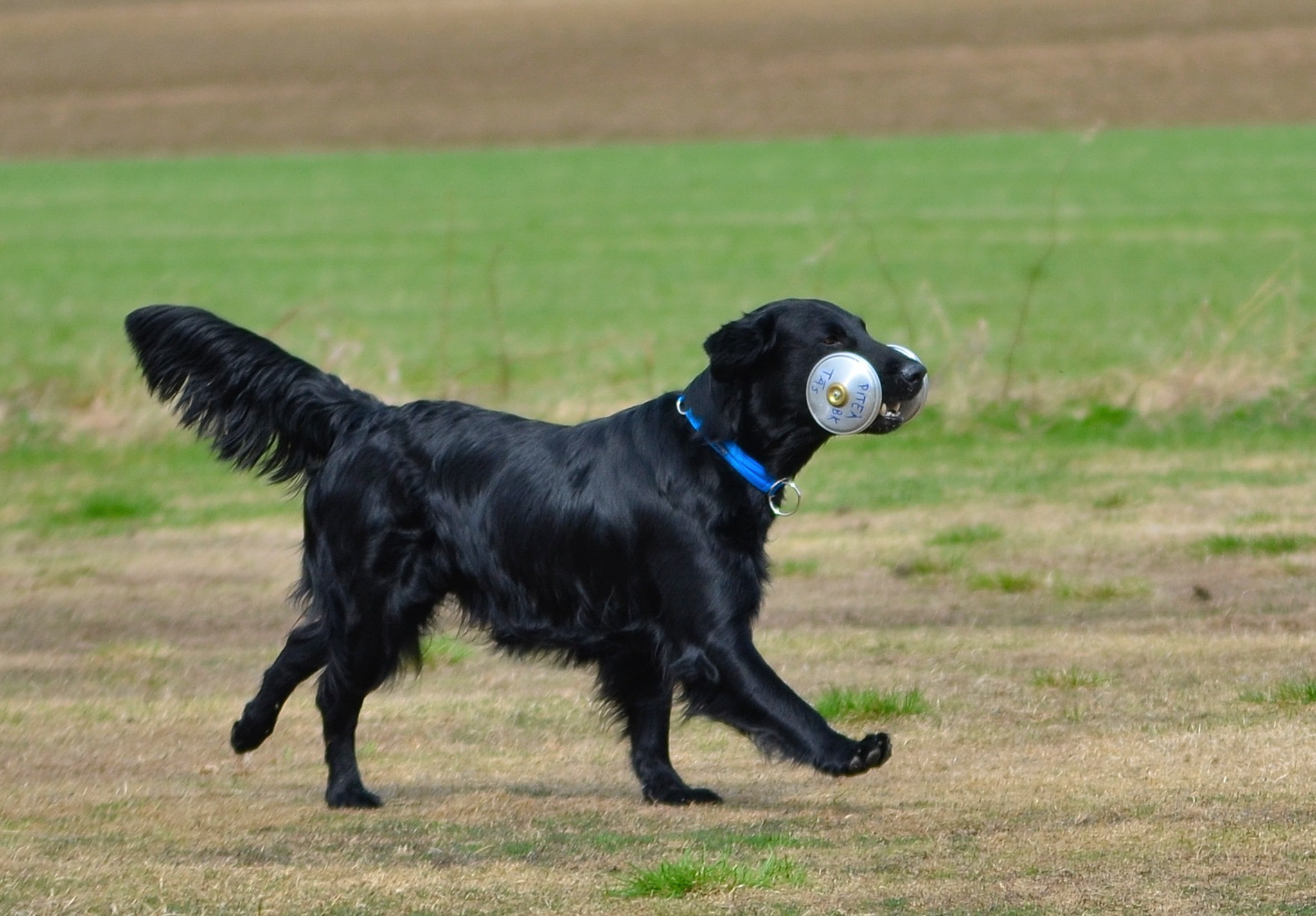 Inkallning av hund med metallrapport