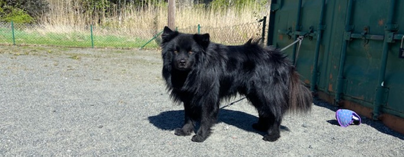 Torslanda-Öckerö Brukshundklubb