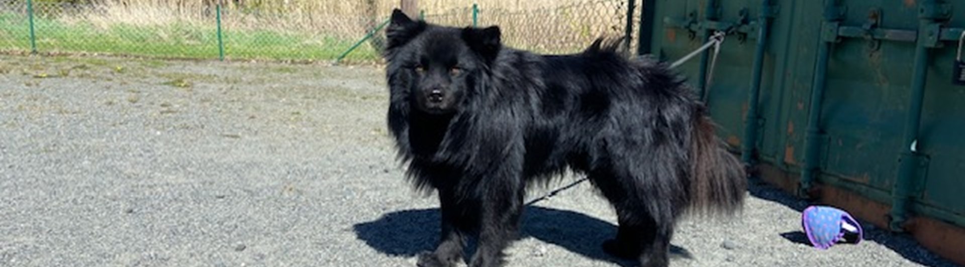 Torslanda-Öckerö Brukshundklubb