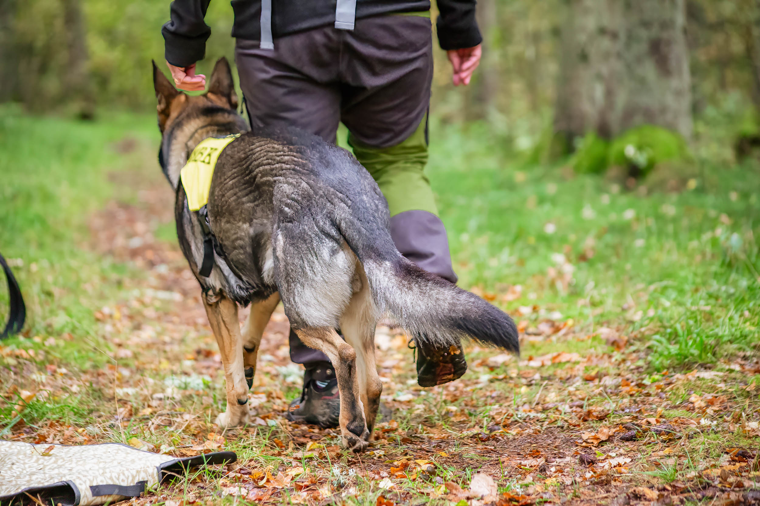 Sökhund