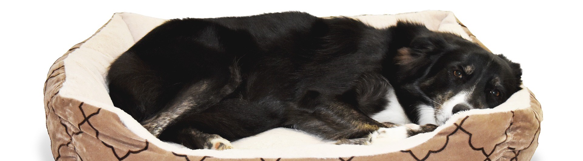 Bild på hund som ligger i en hundsäng.