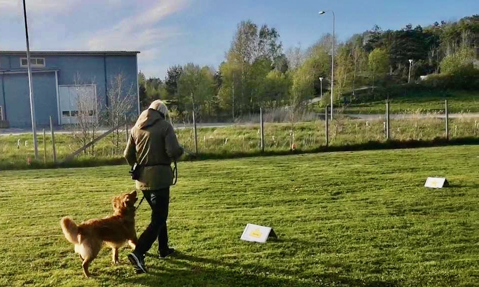 Hund och förare rallylydnad.