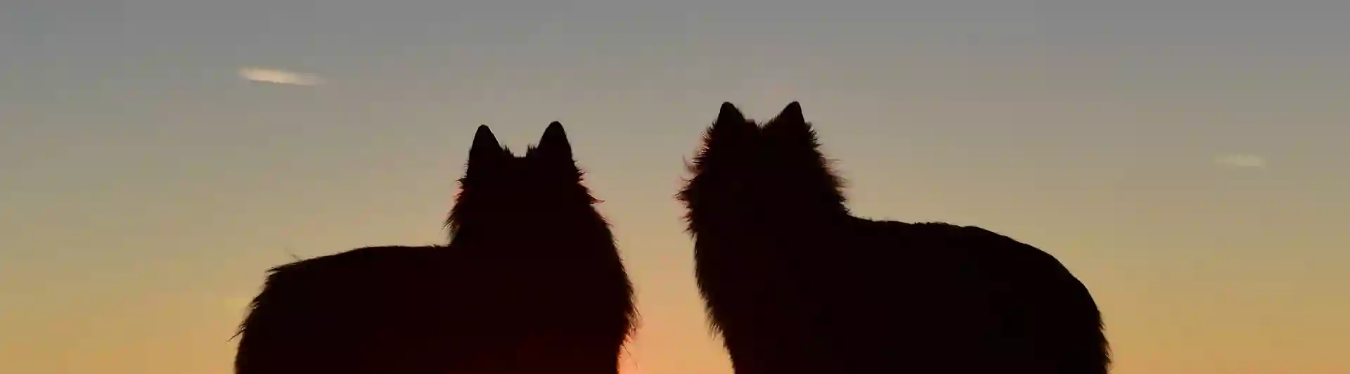 Två hundar i motljus