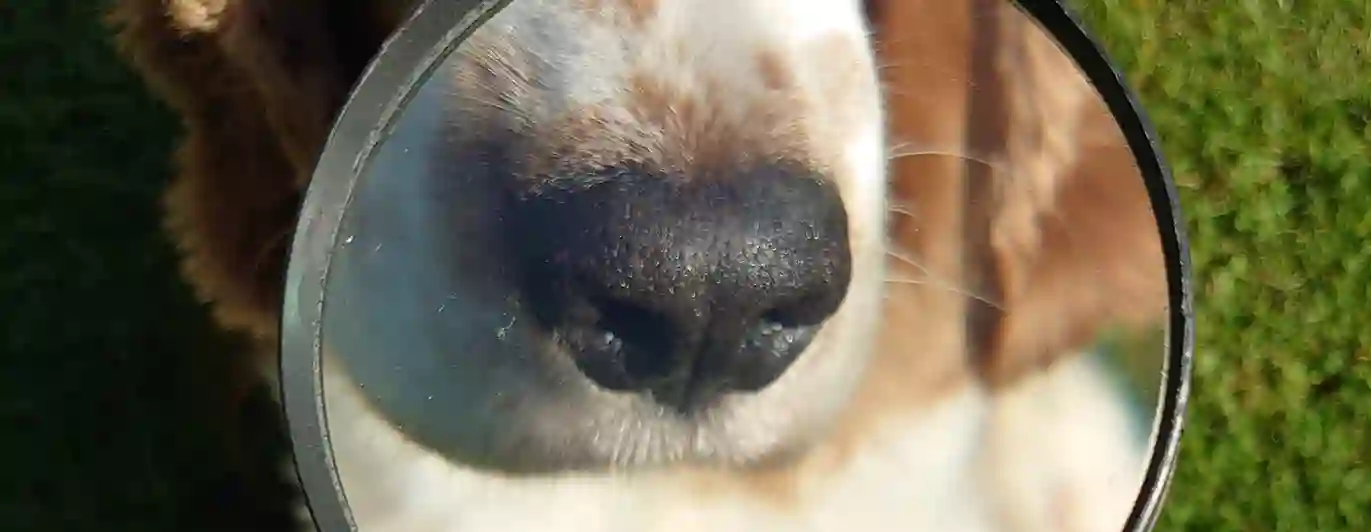 Specialsök: Bild på hund bakom förstoringsglas