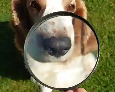 Specialsök: Bild på hund bakom förstoringsglas