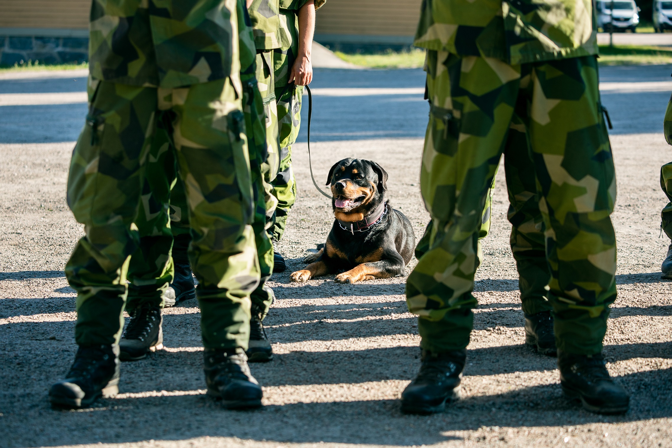 En rottweiler som är patrullhund