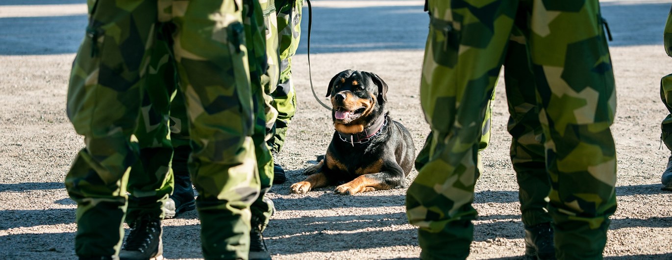 En rottweiler som är patrullhund