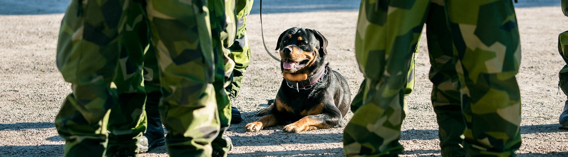 En rottweiler som är patrullhund