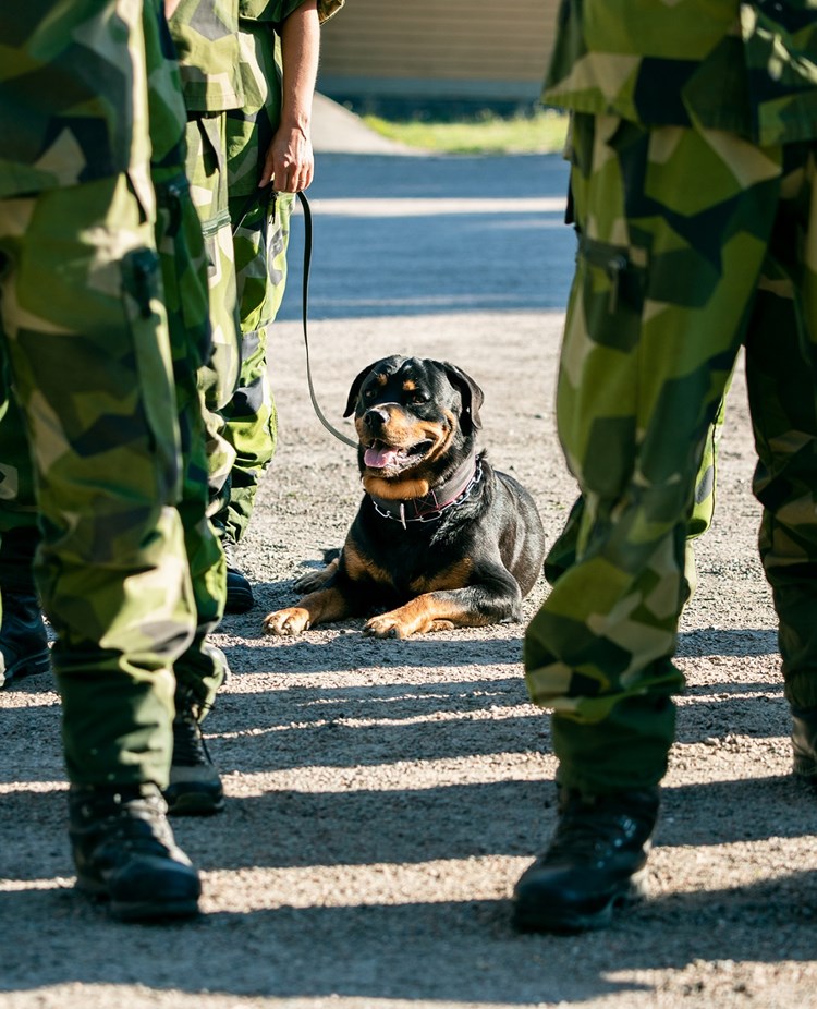 En rottweiler som är patrullhund