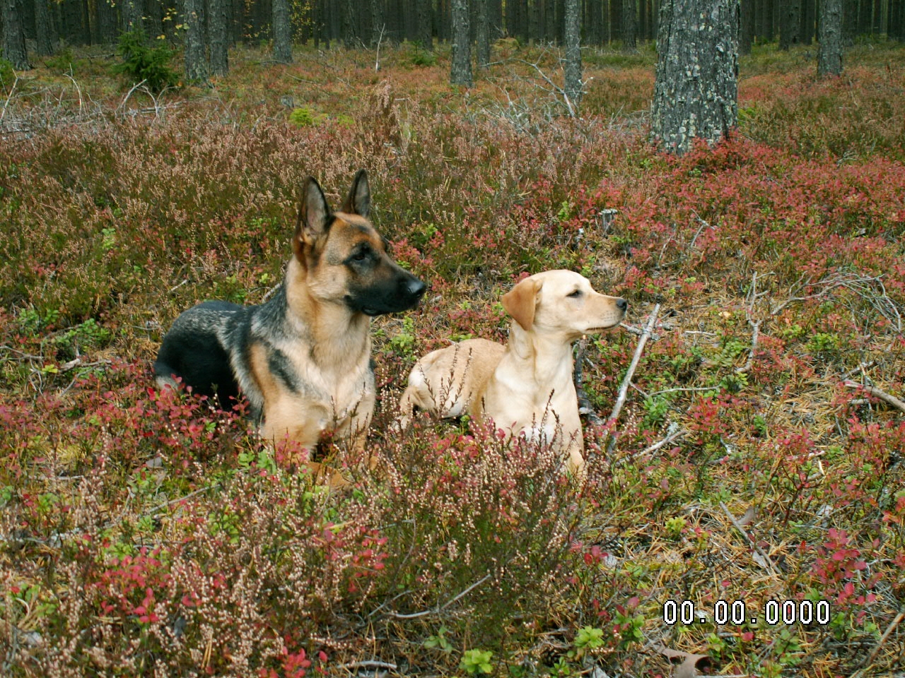Schäfer och gul labrador