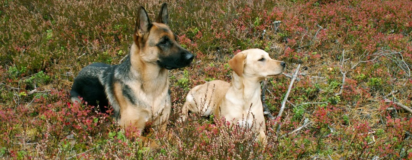Schäfer och gul labrador