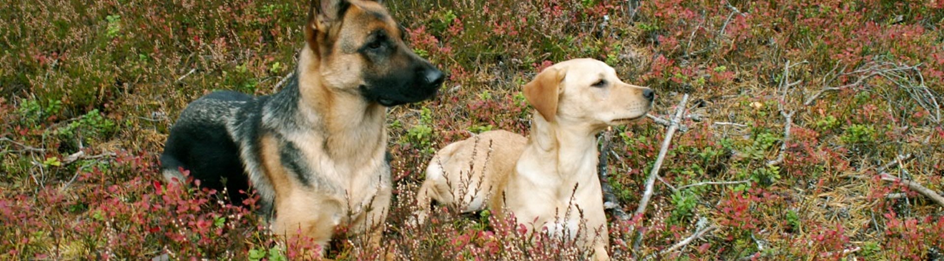 Schäfer och gul labrador
