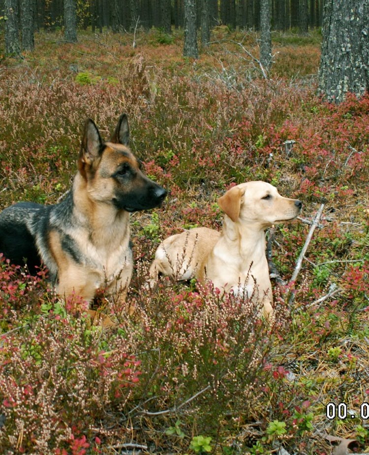 Schäfer och gul labrador