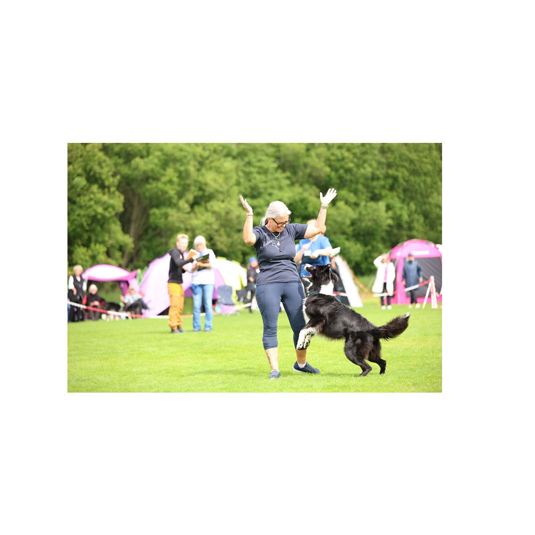 Foto på ett tävlande ekipage under SM i lydnad 2025