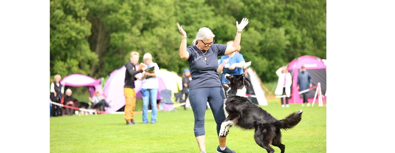 Foto på ett tävlande ekipage under SM i lydnad 2025