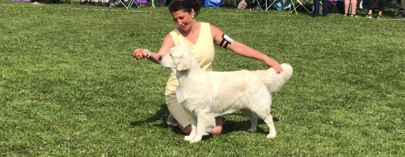 Hund ställs ut på hundutställning.