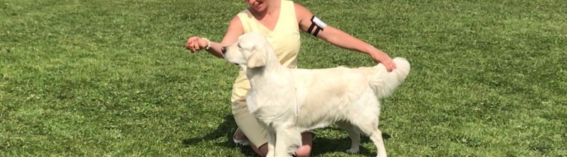 Hund ställs ut på hundutställning.