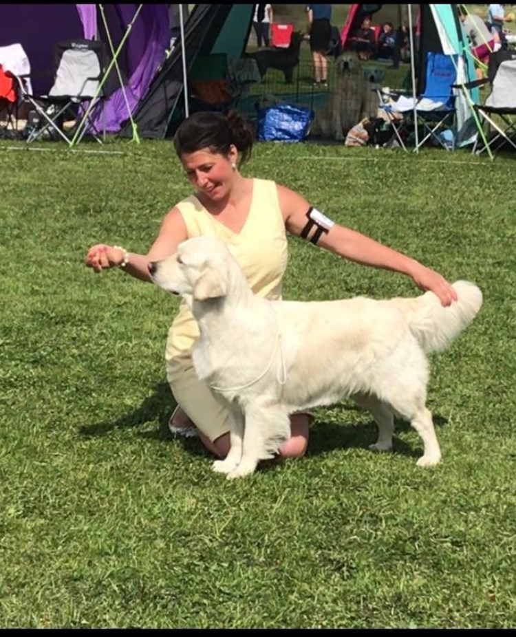 Hund ställs ut på hundutställning.