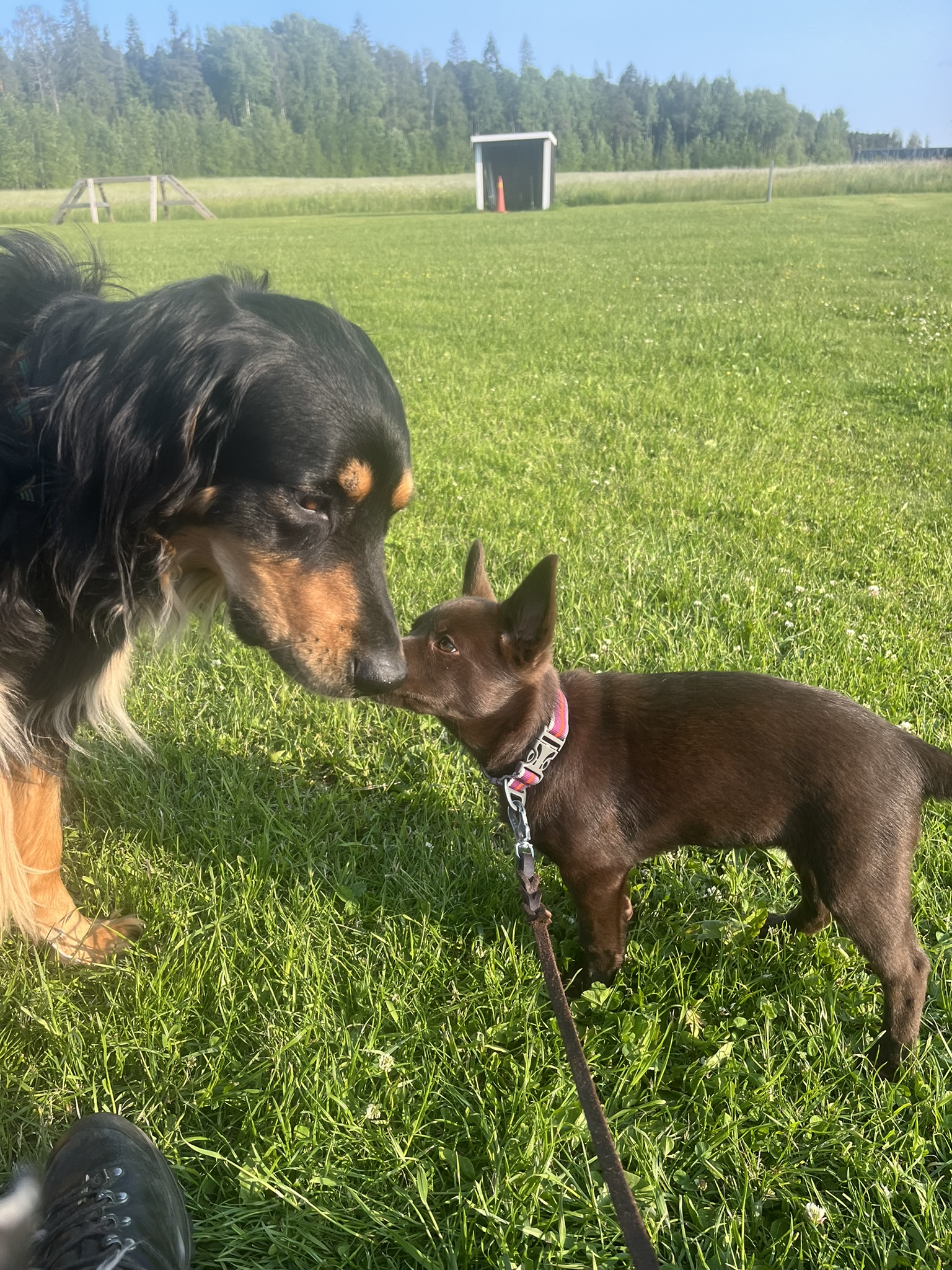 Howavart och australian kelpievalp