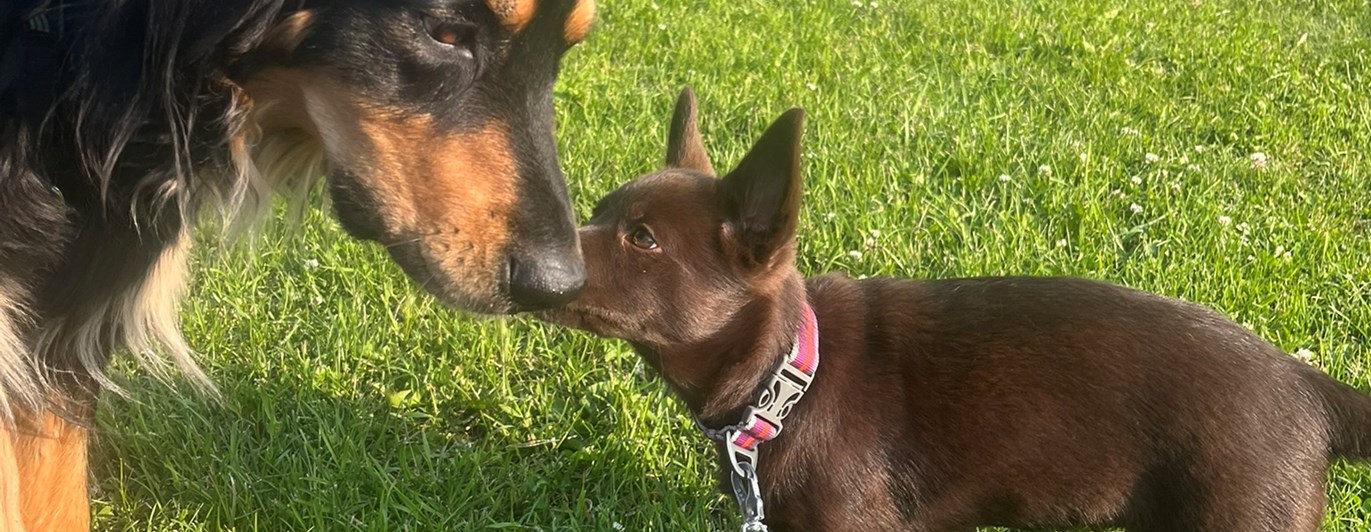 Howavart och australian kelpievalp