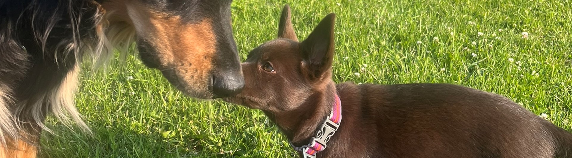 Howavart och australian kelpievalp