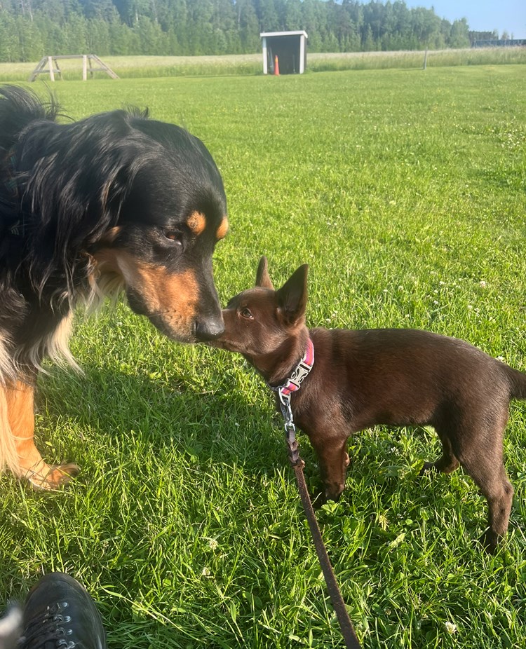 Howavart och australian kelpievalp