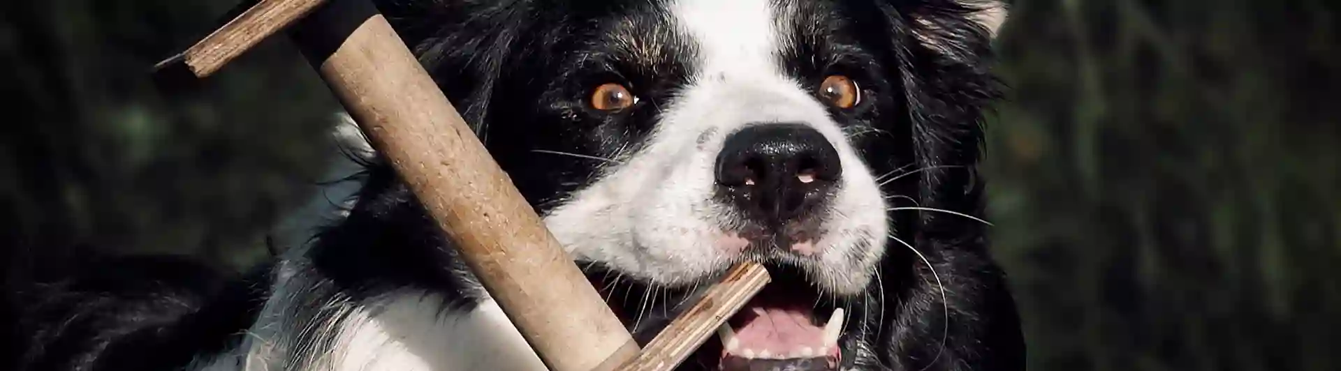 Hund med apportbock i munnen