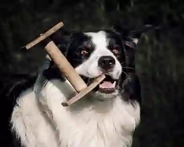 Hund med apportbock i munnen