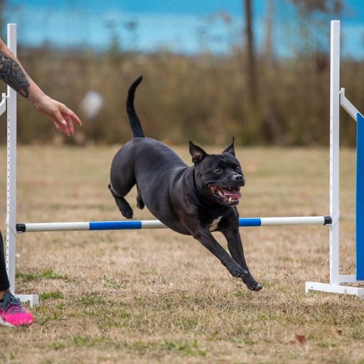 hund hoppar över agilityhinder
