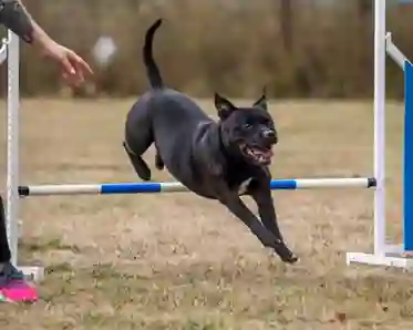 hund hoppar över agilityhinder