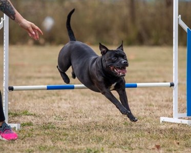 hund hoppar över agilityhinder