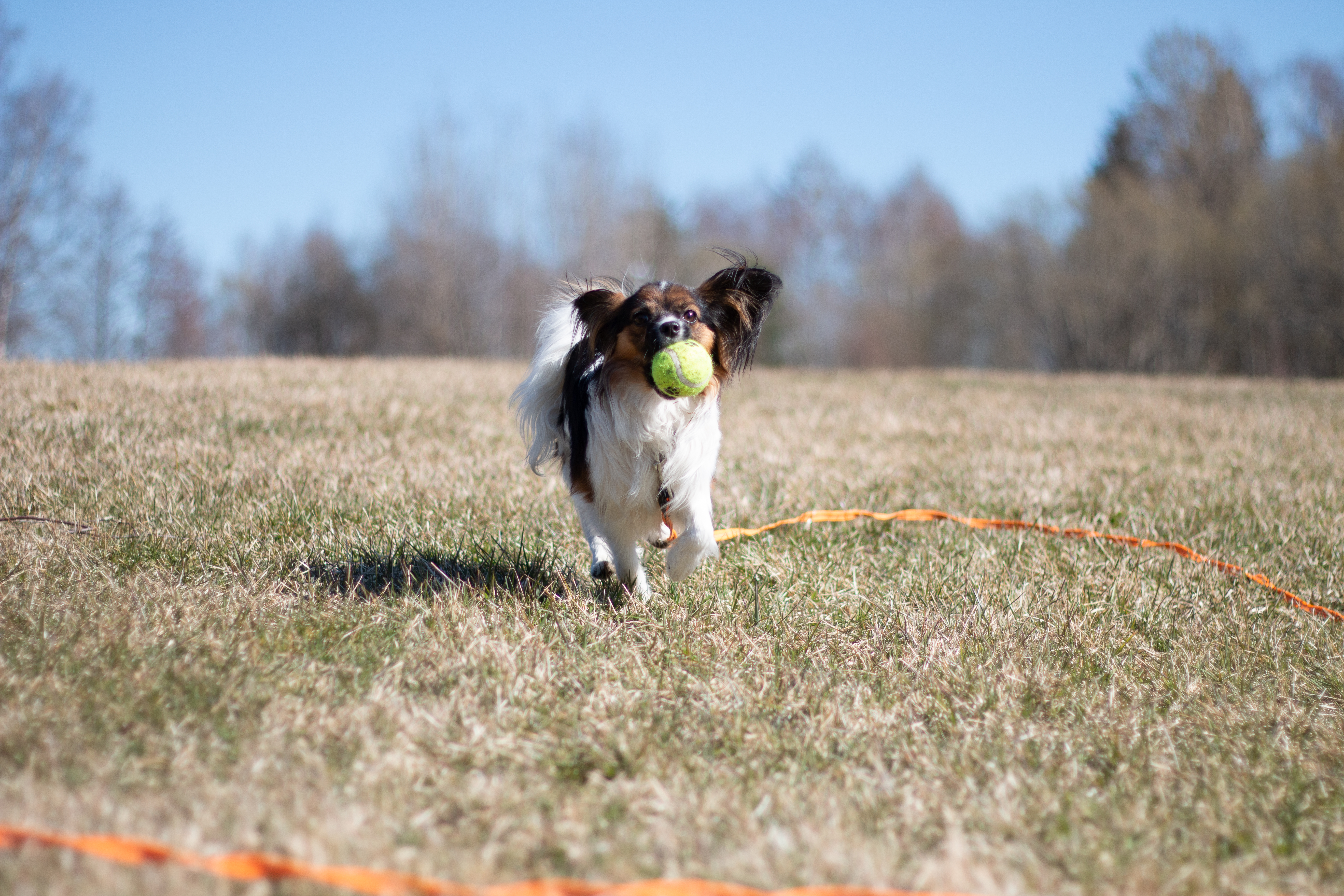Papillon springer med boll i munnen.
