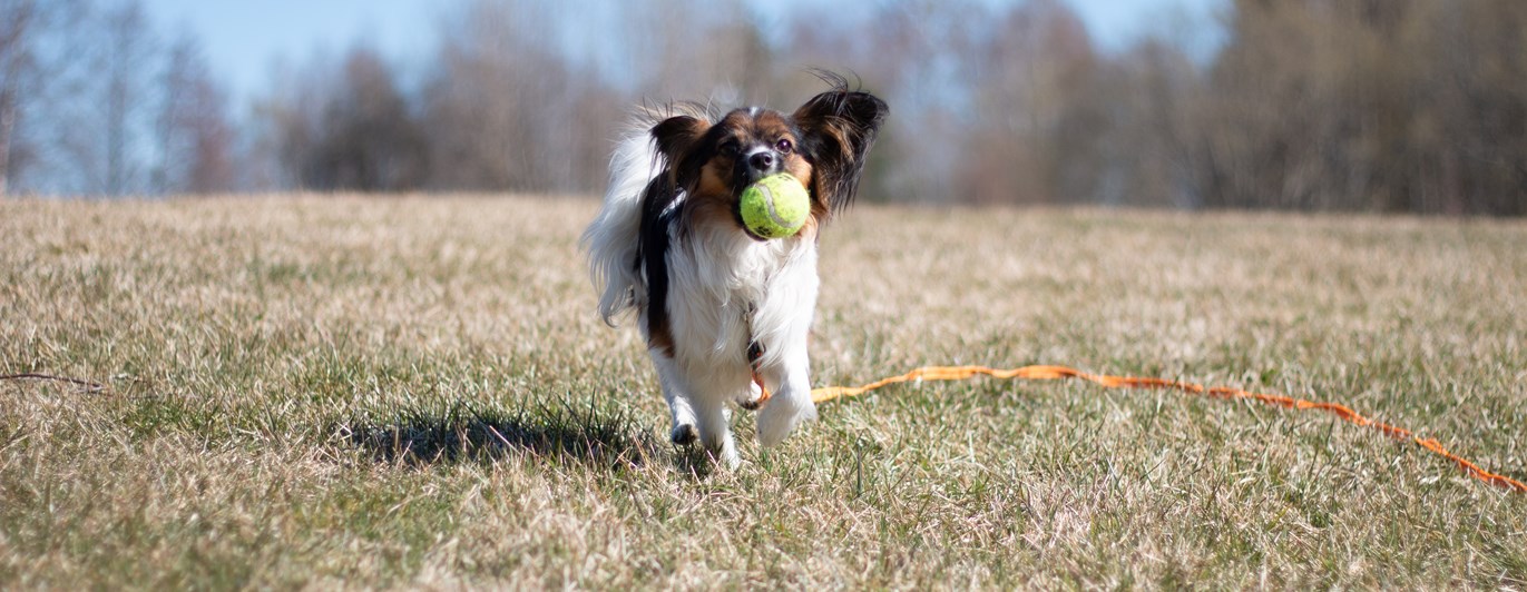 Papillon springer med boll i munnen.
