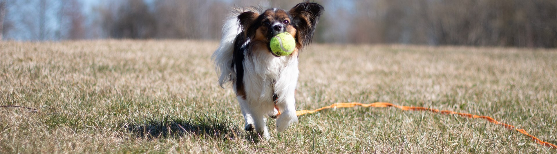Papillon springer med boll i munnen.