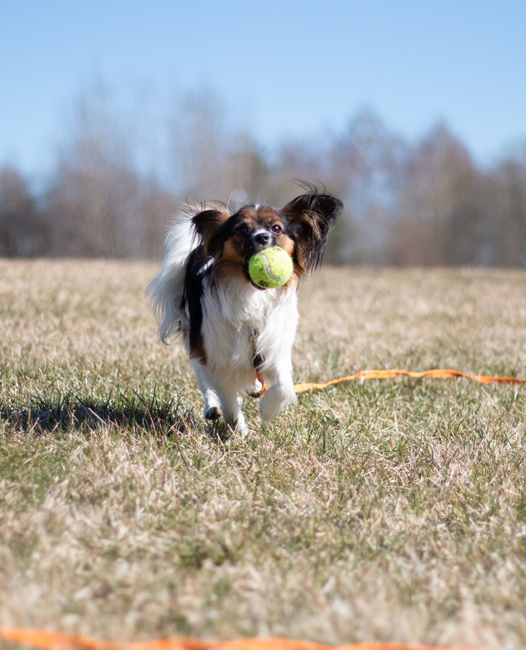Papillon springer med boll i munnen.