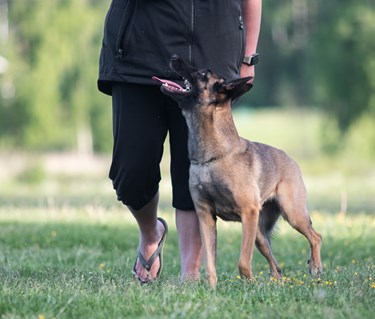 Malle tiken 9:an går fot med sin matte Anna.