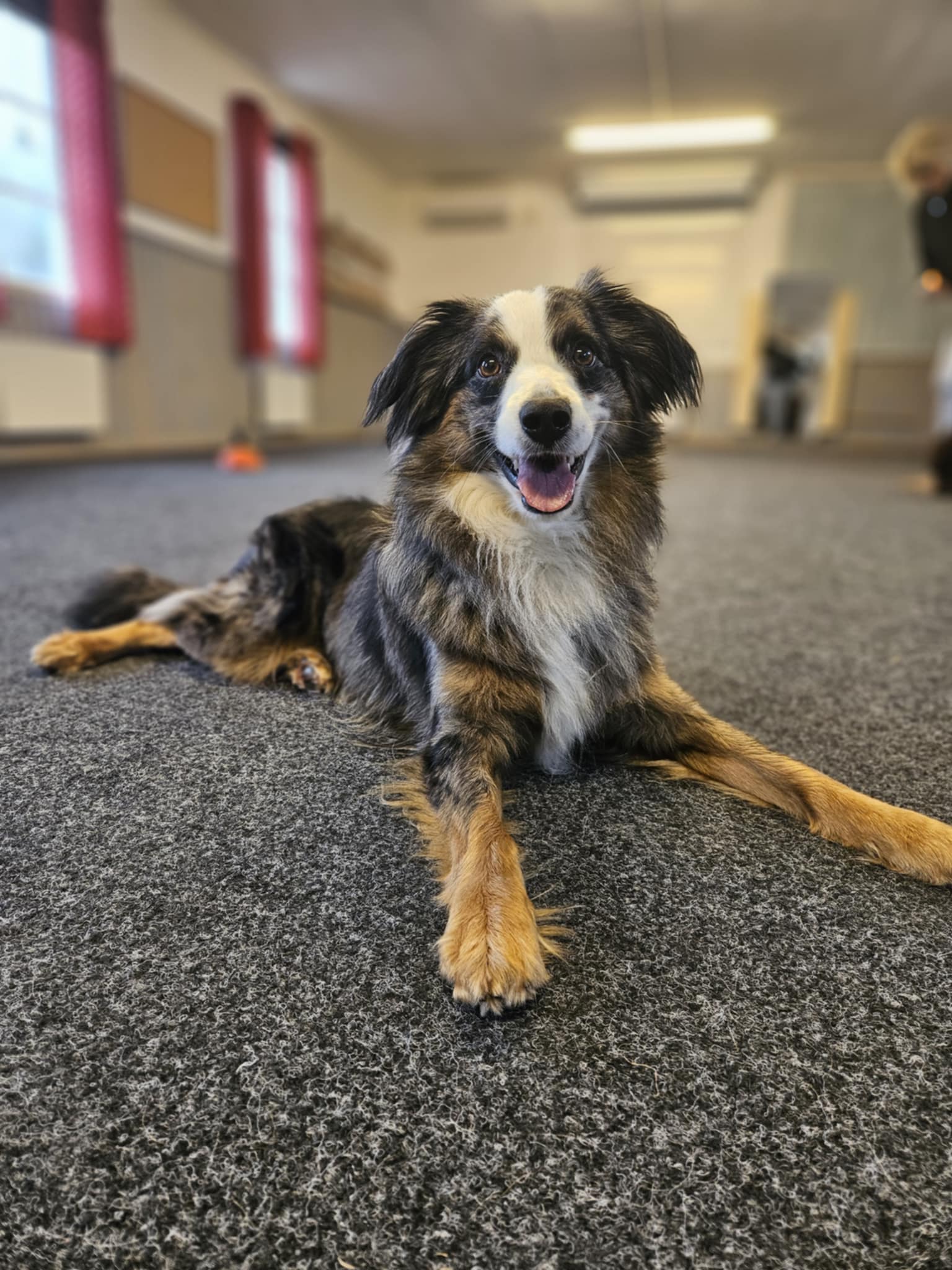 Hund som ligger i träningsrum