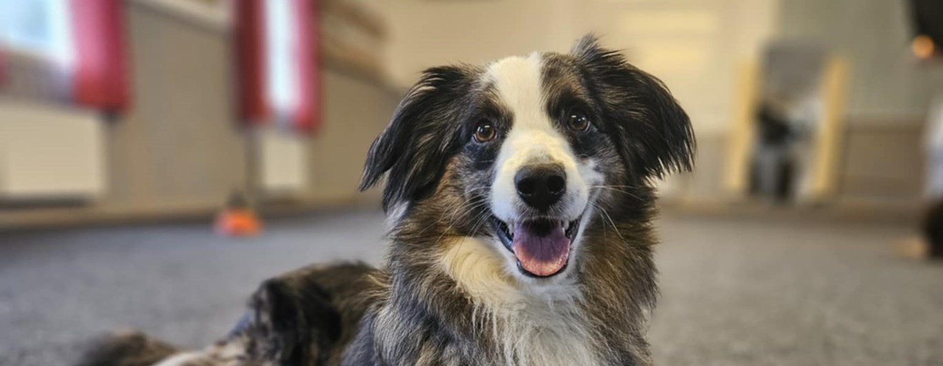 Hund som ligger i träningsrum