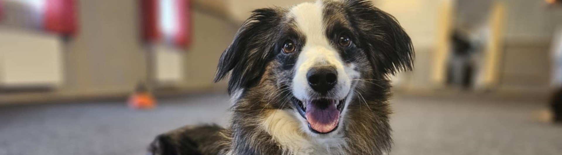 Hund som ligger i träningsrum